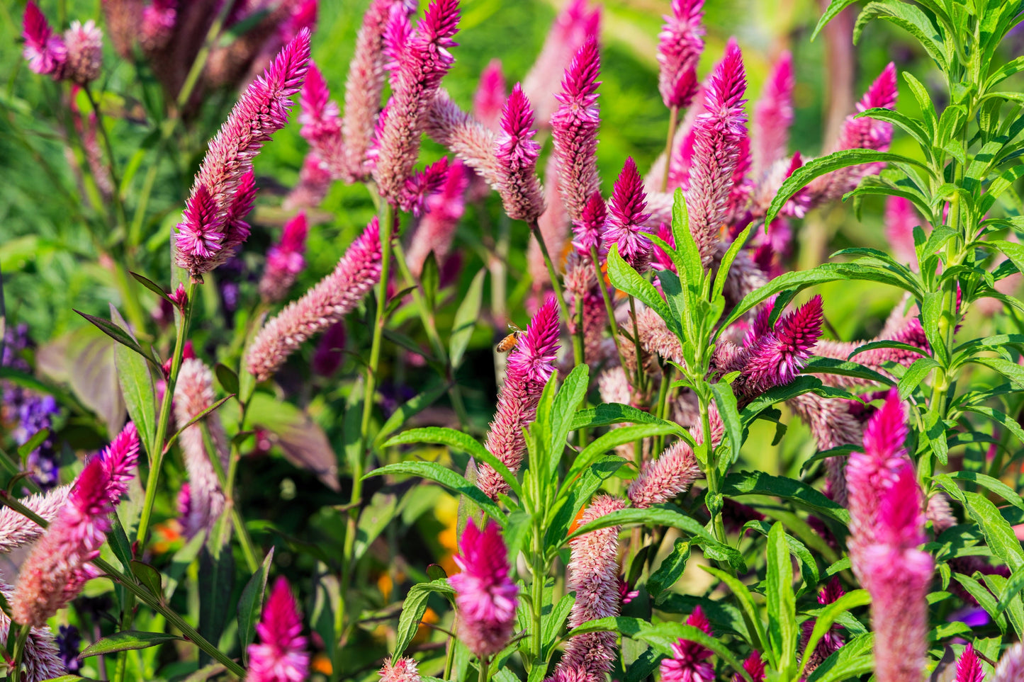 100 FLAMINGO FEATHER Wheat CELOSIA Spicata Pink & White Flower Seeds