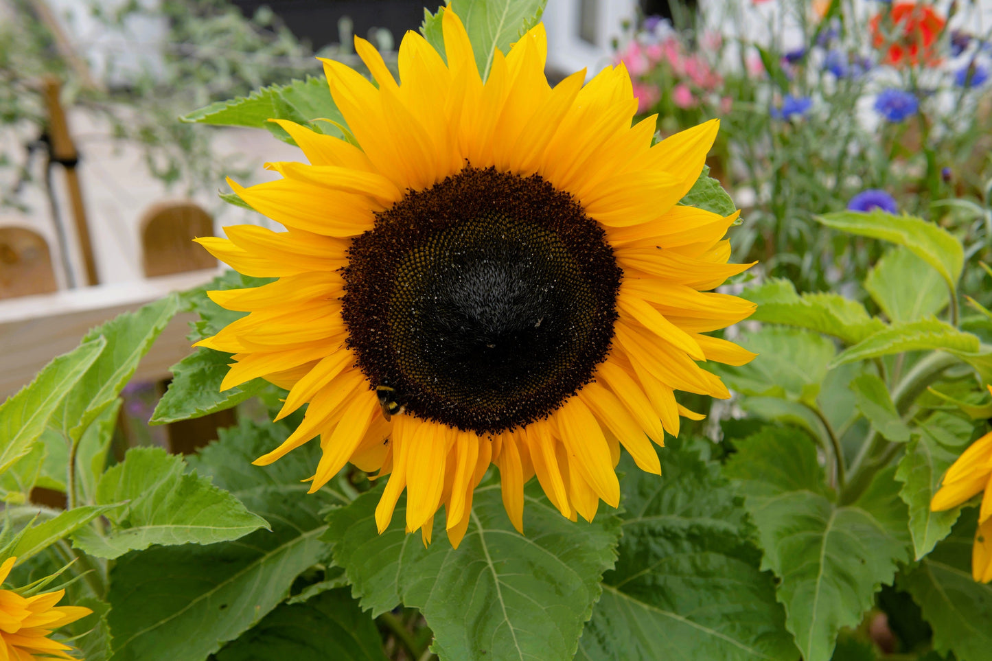 30 INCREDIBLE DWARF SUNFLOWER Helianthus Annuus Flower Seeds