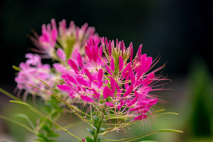 200 CHERRY QUEEN CLEOME Spinosa Hassleriana Carmine Rose Spider Flower Seeds