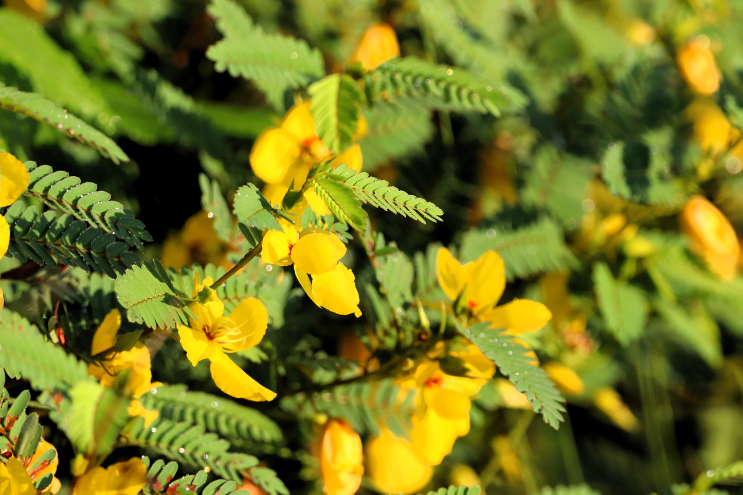 300 Yellow PARTRIDGE PEA (Sleeping Plant / Sensitive Pea) Chamaecrista Fasciculata Flower Seeds