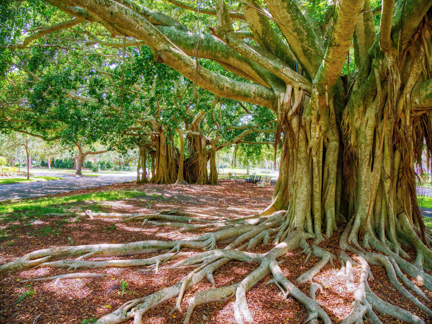 50 BANYAN / BANYAN FIG TREE East Indian Ficus Benghalensis Aerial Root Houseplant Seeds