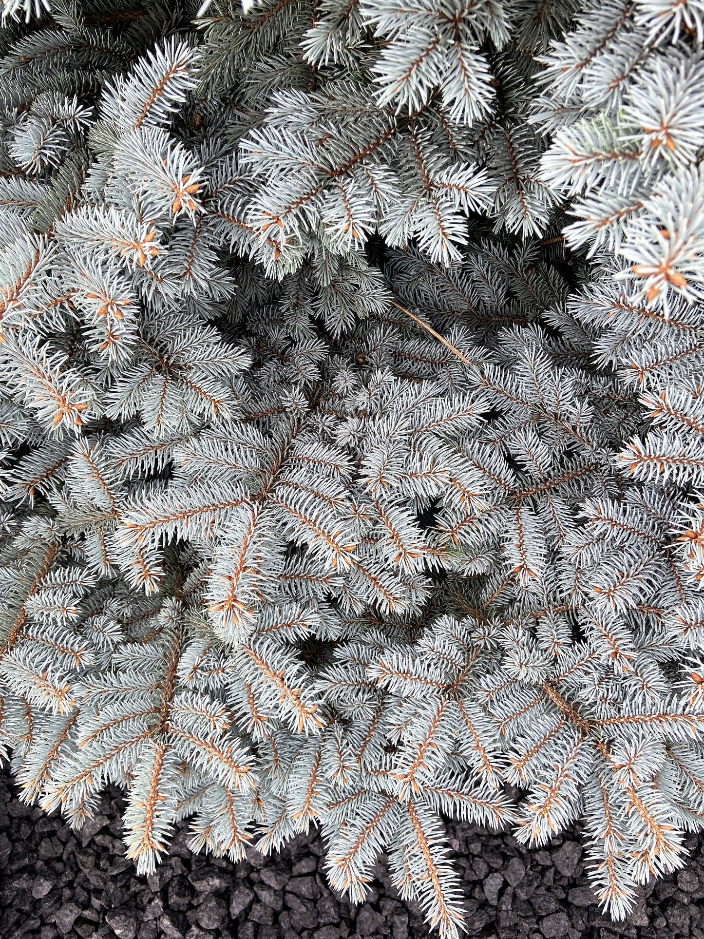 50 Colorado BLUE SPRUCE Tree Picea Pungens Glauca Christmas Tree White Silver Spruce Evergreen Seeds