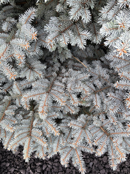 50 Colorado BLUE SPRUCE Tree Picea Pungens Glauca Christmas Tree White Silver Spruce Evergreen Seeds