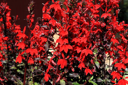 300 CARDINAL FLOWER LOBELIA Cardinalis Flower Seeds