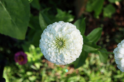 250 White POLAR BEAR ZINNIA Elegans Flower Seeds
