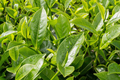 1 Lb Bulk TEA PLANT Black & Green Drinking Tea Camellia Sinensis Tree Shrub Herb Flower - Approx 385 Seeds