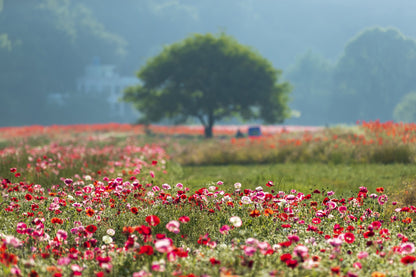 1000 MIXED Colors ORIENTAL POPPY Papaver Orientale Flower Seeds