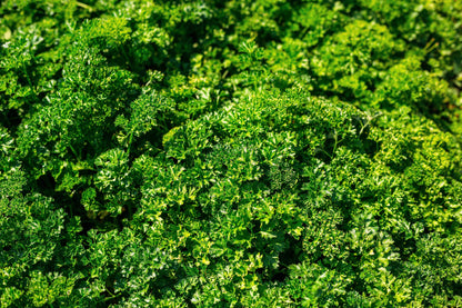 1500 TRIPLE CURLED PARSLEY Petroselinum Hortensis Herb Vegetable Seeds
