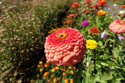 250 SALMON QUEEN ZINNIA Elegans California Giant Double Flower Seeds