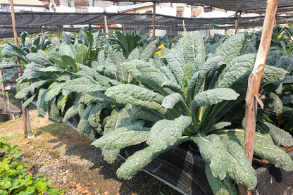 1500 LACINATO KALE Dinosaur Tuscan Black Brassica Oleracea Vegetable Seeds