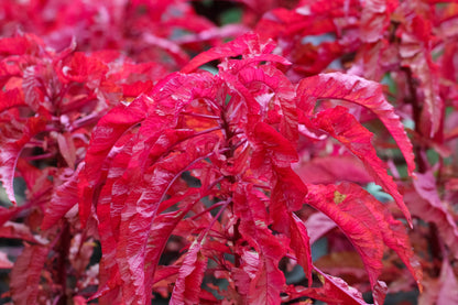 100 Tricolor EARLY SPLENDOR AMARANTHUS Hypochondricus Flower Seeds