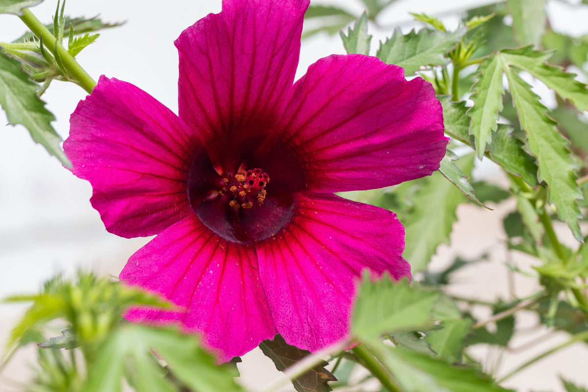 10 KENAF HIBISCUS Cannabinus Indian Hemp Red Flower Seeds