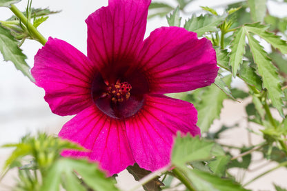 10 KENAF HIBISCUS Cannabinus Indian Hemp Red Flower Seeds
