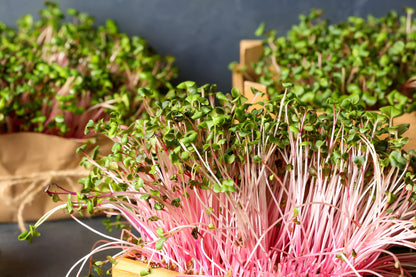 100 PINK SUMMERSICLE RADISH Raphanus Sativus Root Vegetable Seeds