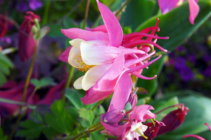 50 MCKANAS GIANT COLUMBINE Mixed Colors Aquilegia Hybrida Flower Seeds