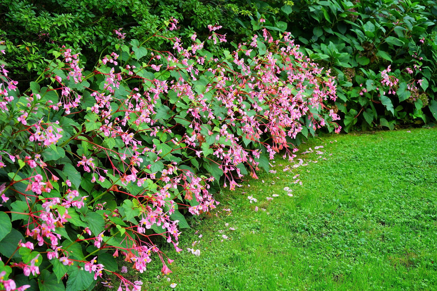 500 BULK HARDY BEGONIA Grandis Rose Pink Perennial Sun - Shade Flower Seeds