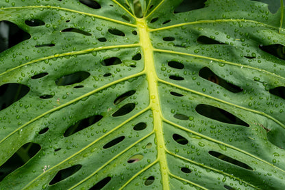 5 Organic SPLIT LEAF PHILODENDRON Monstera Deliciosa Swiss Cheese Plant Vine Seeds