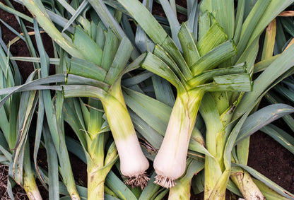 800 AMERICAN FLAG LEEK (Large Leek) Allium Porrum Vegetable Seeds