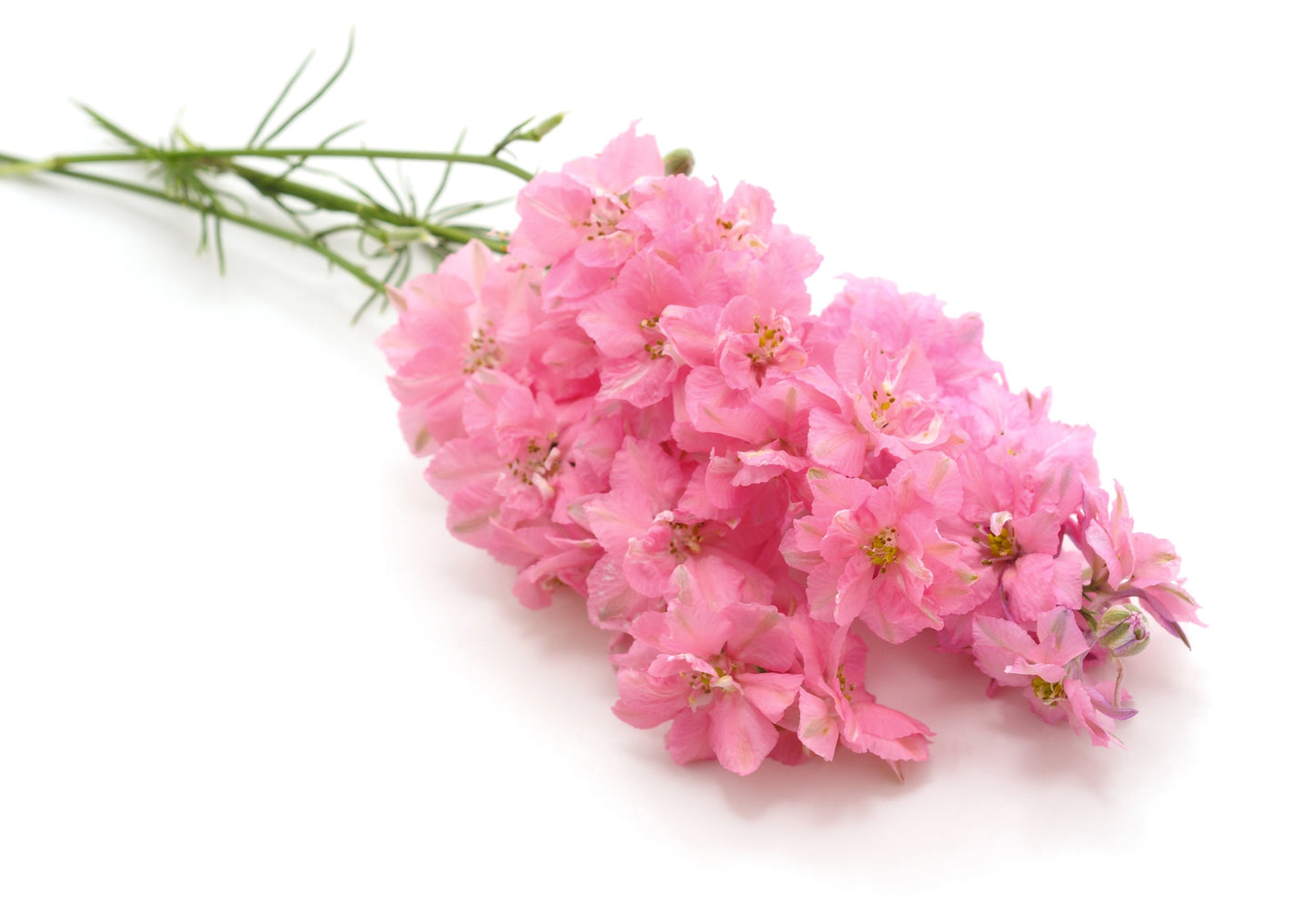 100 PINK PERFECTION LARKSPUR / DELPHINIUM Consolida Ambigua Ajacis Flower Seeds