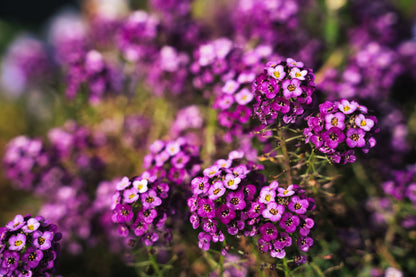 100 EASTER BONNET ALYSSUM Lobularia Maritima Bright Violet Purple Flower Seeds