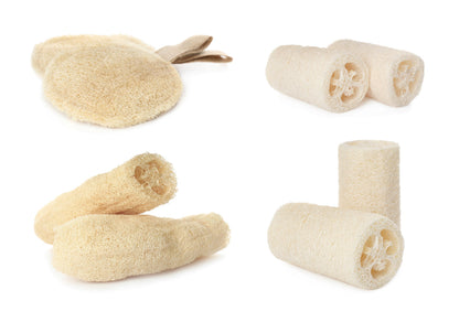 25 LUFFA SPONGE GOURD (Vegetable Sponge / Smooth Luffa / Sponge Loofa / Climbing Okra / Dishrag Gourd) Luffa Cylindrica Vine Seeds