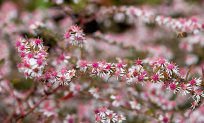 100 LADY In BLACK Calico ASTER Aster Lateriflorus Flower Seeds