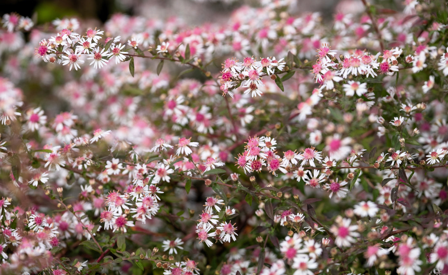 100 LADY In BLACK Calico ASTER Aster Lateriflorus Flower Seeds