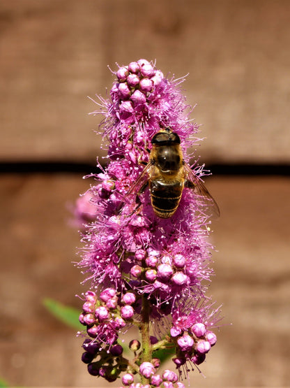 50 Pink STEEPLEBUSH Hardhack Meadow Sweet Spirea Spiraea Tomentosa Shrub Flower Seeds