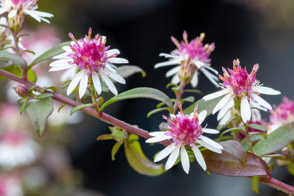 100 LADY In BLACK Calico ASTER Aster Lateriflorus Flower Seeds