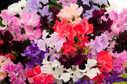 60 Mixed Colors SWEET PEA ROYAL Family Mix Lathyrus Odoratus Flower Vine Seeds