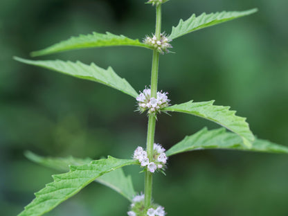 20 WATER HOREHOUND Lycopus Americanus American Bugleweed Herb Flower Seeds