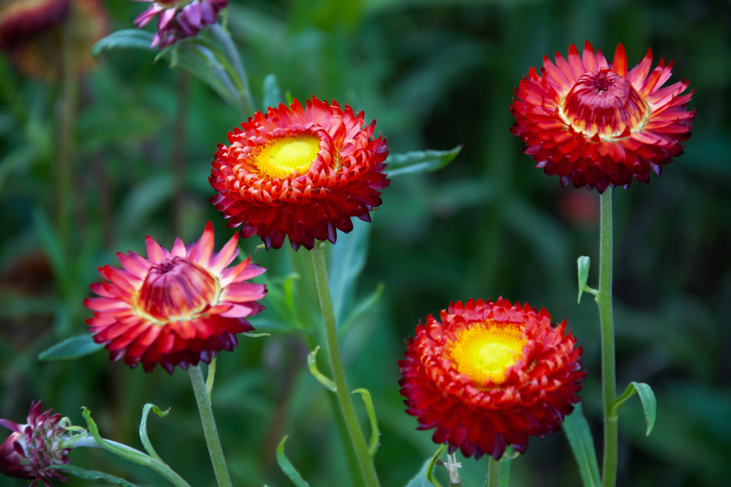 100 Red FIRE BALL STRAWFLOWER Xerochrysum Bracteatum Helichrysum Monstrosum Flower Seeds