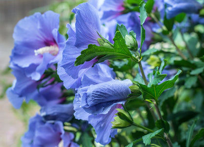 25 Purple ROSE Of SHARON HIBISCUS Syriacus Flower Tree Bush Seeds