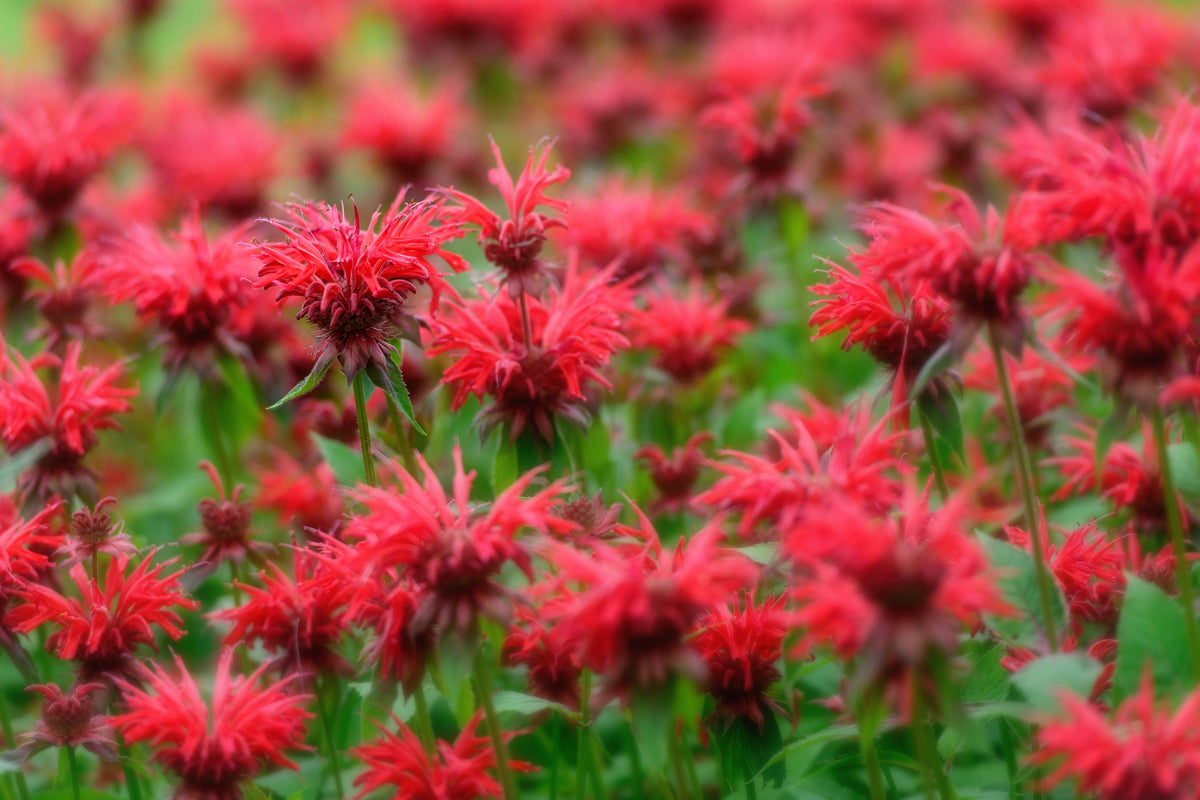 10 Panorama RED BEE BALM Monarda Didyma Oswego Tea Herb Flower Seeds