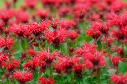 10 Panorama RED BEE BALM Monarda Didyma Oswego Tea Herb Flower Seeds