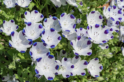 750 FIVE SPOT Nemophila Maculata White & Purple Flower Seeds