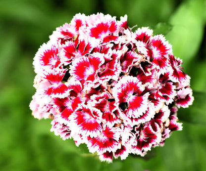 50 HOLBORN GLORY DIANTHUS Barbatus Red & White Sweet William Flower Seeds