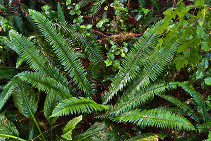1500 Western SWORD FERN Giant Holly Swordfern Polystichum Munitum Aspidium Solitarium Spores Seeds
