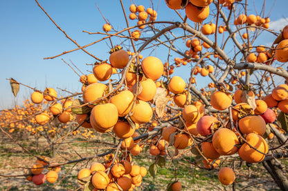 5 JAPANESE PERSIMMON Tree Asian Diospyros Kaki Orange Red Fruit Flower Seeds