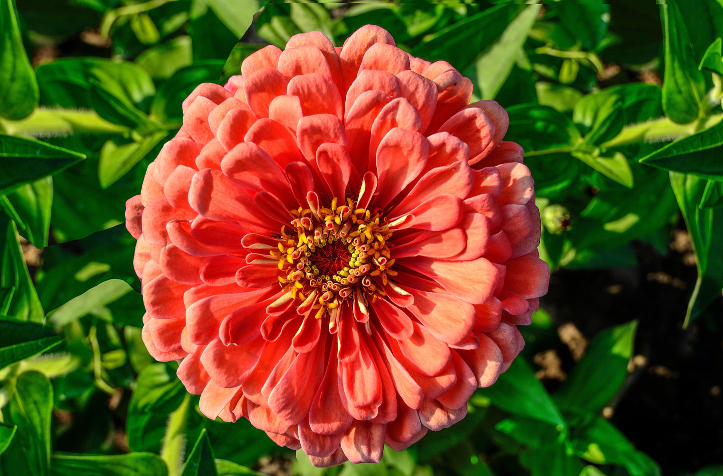 250 SALMON QUEEN ZINNIA Elegans California Giant Double Flower Seeds