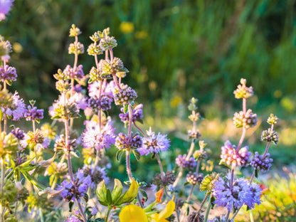 200 PENNYROYAL Mint Mentha Pulegium Herb Purple Flower Seeds