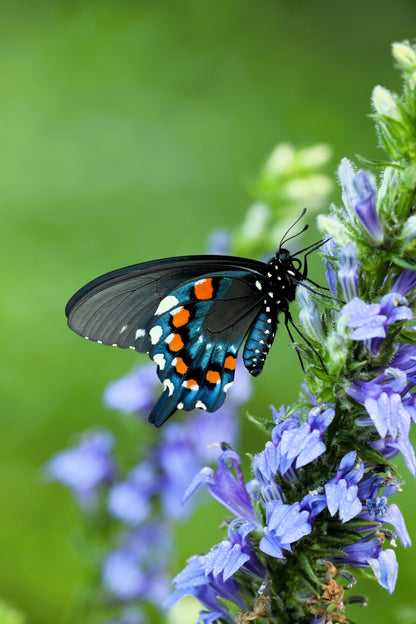 500 GREAT BLUE LOBELIA Lobelia Siphilitica Flower Seeds