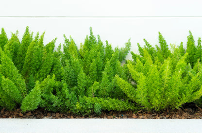 10 EMERALD ASPARAGUS FERN A. Densiflorus Mazeppa Houseplant Flower Seeds