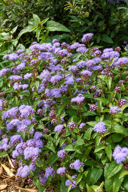 50 Mixed Colors JOE PYE WEED Eupatorium Maculatum Flower Seeds