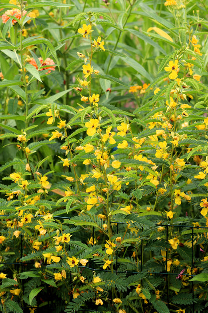 300 Yellow PARTRIDGE PEA (Sleeping Plant / Sensitive Pea) Chamaecrista Fasciculata Flower Seeds