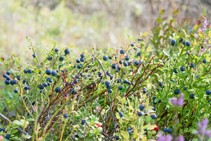 20 Common BILBERRY Fruit Shrub European Blueberry Vaccinium Myrtillus Seeds