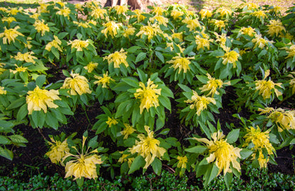 50 AURORA YELLOW AMARANTHUS Tricolor Josephs Coat Flower Seeds