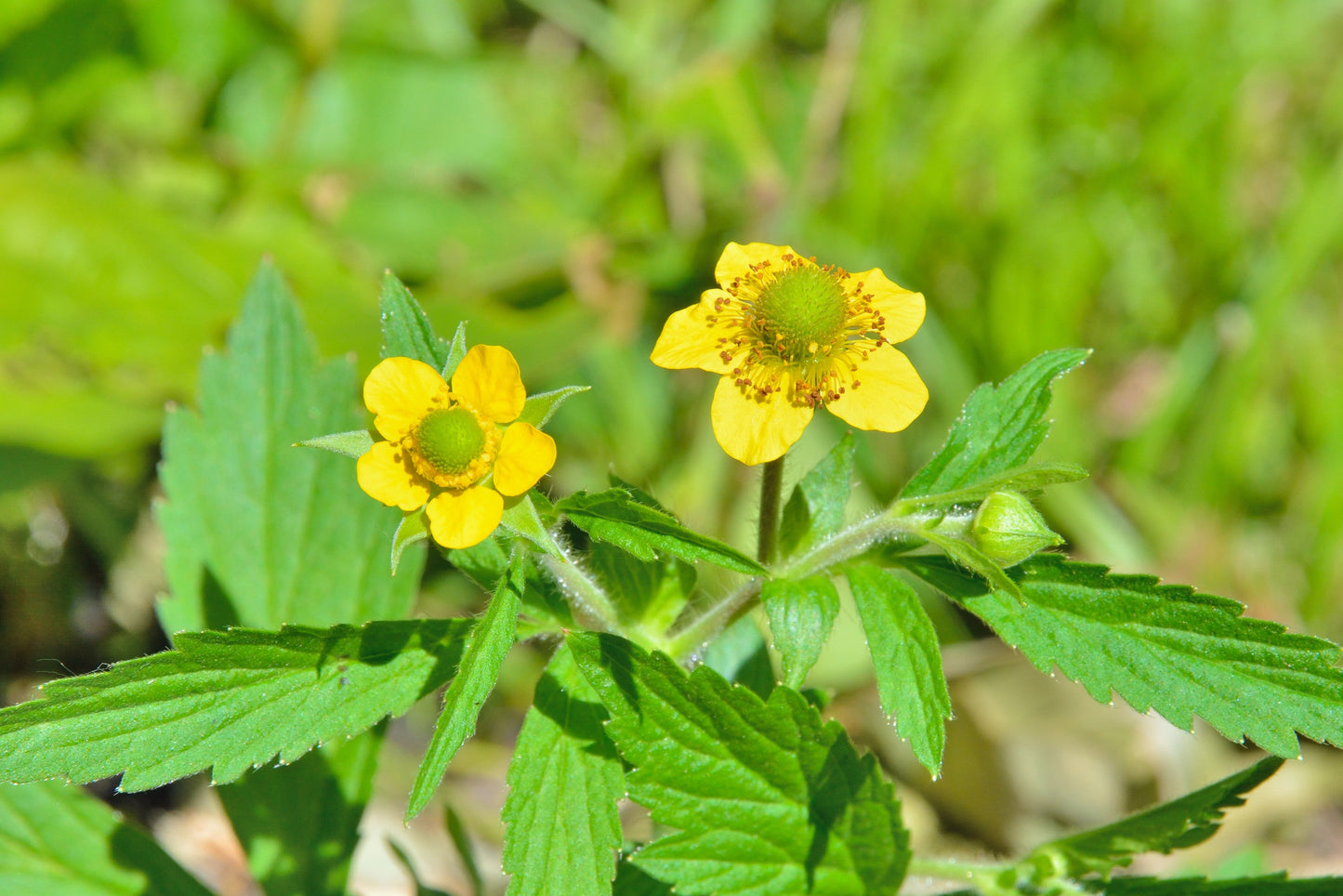 100 YELLOW AVENS Geum Aleppicum Moist Wetland Flower Seeds