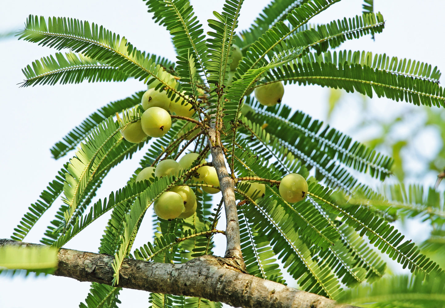 10 INDIAN GOOSEBERRY Phyllanthus Emblica Emblic Edible Fruit Tree Seeds