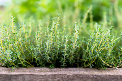 30 ORANGE THYME Orangelo Thymus Vulgaris Fragrantissimus Culinary Herb Seeds